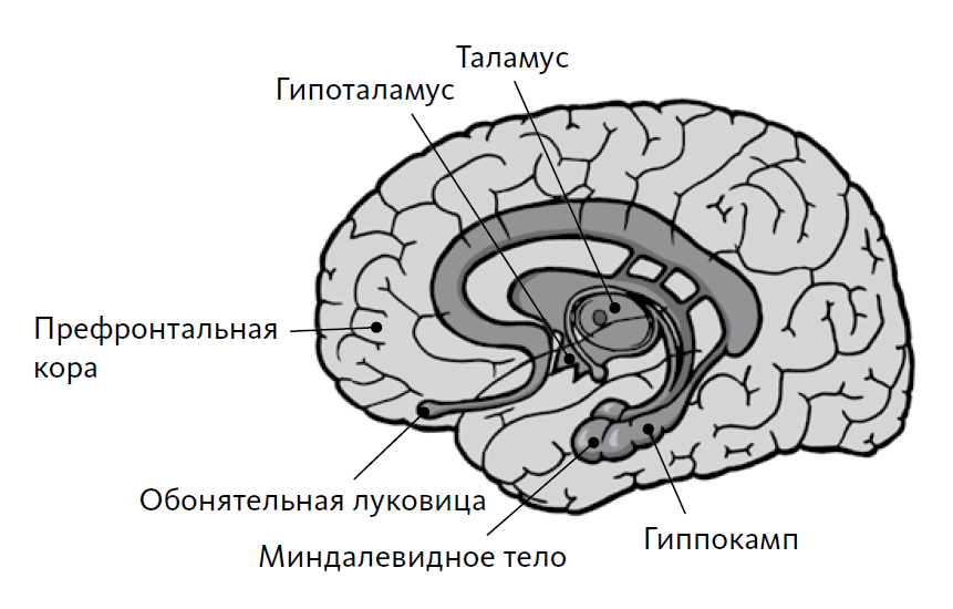 Области мозга, представляющие наибольший интерес для нейромаркетологов: миндалевидное тело, гиппокамп, таламус и префронтальная кора