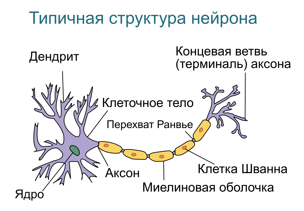 Машина больцмана нейронные сети