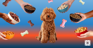 What Are Regulations for Pet Food on Amazon in 2026?