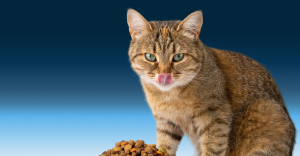 Amazon Is Changing How Your Pet Brand Displays Prices — Act Before May 18