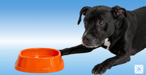 What to Do for Amazon Pet Day 2026 (And Actually Win)